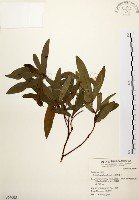 藏品(黃肉樹, 小梗木薑子)的圖片