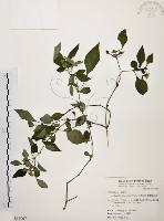 藏品(臺灣鱗球花)的圖片