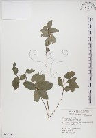 藏品(魯花樹)的圖片