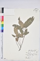 藏品(粗糠柴)的圖片