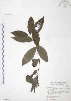 藏品(台灣山桂花)的圖片