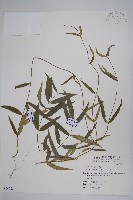 藏品(山橙)的圖片