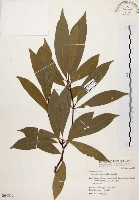 藏品(香楠)的圖片