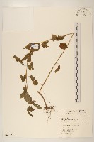 藏品(小舌菊、蔓綿菜)的圖片