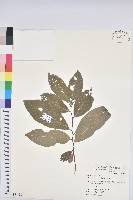 藏品(土密樹)的圖片