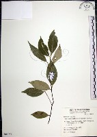 藏品(紅皮、葉下白、赤仔尾)的圖片