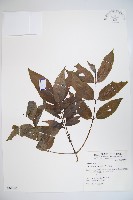 藏品(冇骨消)的圖片