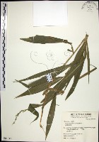 藏品(棕葉狗尾草)的圖片