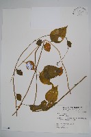 藏品(落葵)的圖片