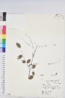 藏品(多花油柑、白仔)的圖片
