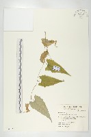 藏品(合子草)的圖片