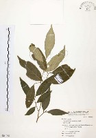 藏品(石苓舅)的圖片