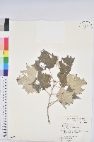 藏品(台灣白匏子)的圖片