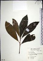 藏品(樹杞)的圖片