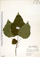 藏品(構樹)的圖片