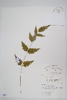 藏品(裡白蔥木)的圖片