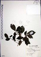 藏品(腺果藤、刺藤)的圖片