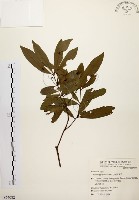 藏品(黃肉樹, 小梗木薑子)的圖片