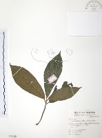 藏品(豬母乳、水同木)的圖片