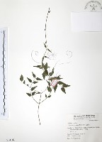 藏品(山素英)的圖片