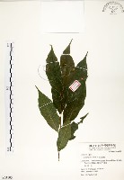 藏品(菲律賓榕)的圖片