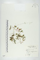 藏品(絞股藍)的圖片