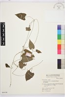 藏品(薄單葉鐵線蓮)的圖片