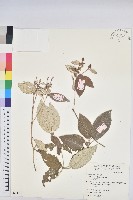 藏品(裡白巴豆)的圖片