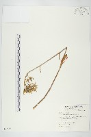藏品(倒吊蓮、匙葉燈籠草)的圖片