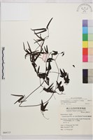 藏品(田村氏鐵線蓮)的圖片