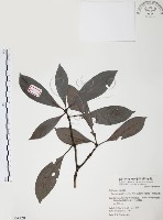 藏品(九節木、牛屎烏、青龍吐霧)的圖片