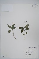 藏品(針刺草)的圖片