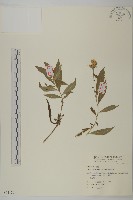 藏品(臺灣馬蘭)的圖片