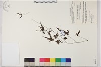 藏品(田村氏鐵線蓮)的圖片