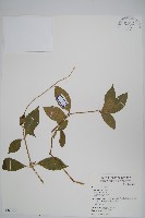 藏品(牛膝)的圖片