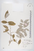 藏品(藤胡頹子)的圖片