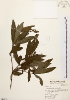 藏品(黃肉樹, 小梗木薑子)的圖片