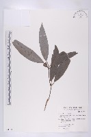 藏品(俄氏虎皮楠)的圖片