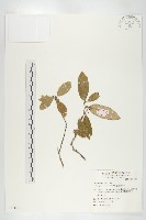 藏品(臺灣胡頹子)的圖片