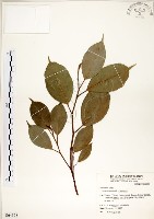 藏品(白榕、垂榕)的圖片