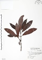 藏品(九節木、牛屎烏、青龍吐霧)的圖片