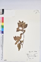 藏品(金毛杜鵑)的圖片