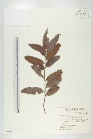 藏品(軟毛柿)的圖片