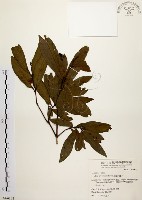 藏品(黃肉樹, 小梗木薑子)的圖片