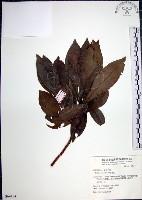 藏品(樹杞)的圖片