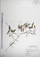 藏品(絡石)的圖片