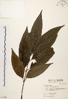 藏品(黃杞)的圖片