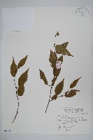 藏品(太魯閣千金榆)的圖片