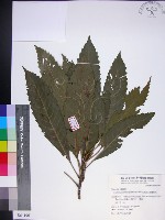 藏品(山枇杷、臺灣枇杷)的圖片