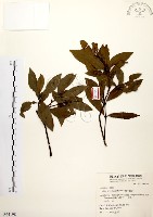 藏品(黃肉樹, 小梗木薑子)的圖片